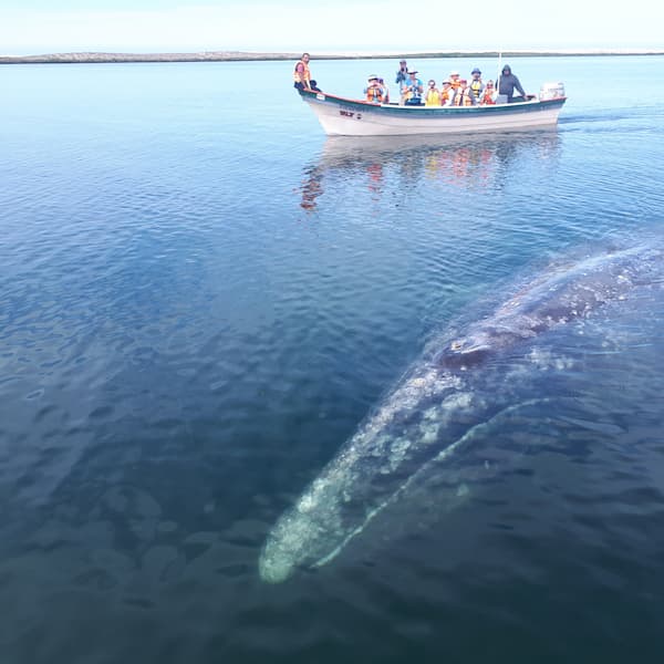 Aventura - Gray whale