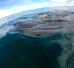 whale sharks adventure la paz