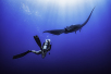 diving with mantas socorro