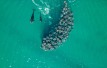 orcas and mobula rays drone la ventana