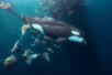 Orca and mobula ray cerralvo