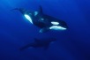 snorkel with orcas in the marlin run in magdalena bay