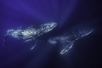 humpback whales la ventana bcs