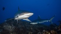 diving with sharks socorro islands