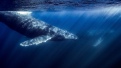 humpback whales snorkeling magdalena bay