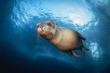 espiritu santo island sea lion snorkel