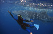 snorkel whale shark la paz