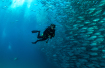 diving with jacks in cabo pulmo