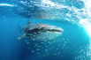 whale shark la paz