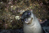 pup sea lion la paz