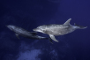 dolphins in revillagigedo archipelago