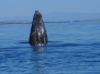 gray whale sighting puerto chale