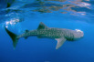 snorkeling whale shark