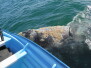 gray whale encounter mag bay