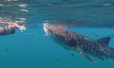 swimming with whale shark la paz