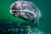 gray whale watching tour