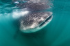 whale shark sardines la paz