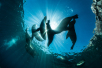 dive with sea lions La paz
