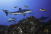 gray sharks socorro island