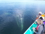 gray whales tour magdalena bay