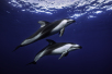 swim with dolphins in la paz