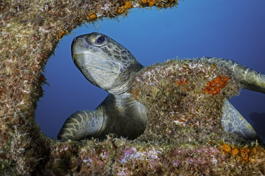 dive with sea turtles la paz
