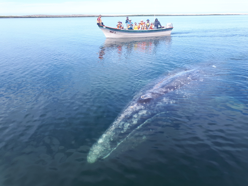 Itinerary - Gray whale in Magdalena bay