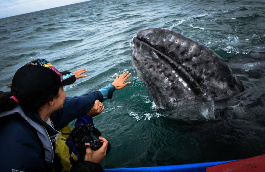 Adventure - Gray whale in Magdalena bay
