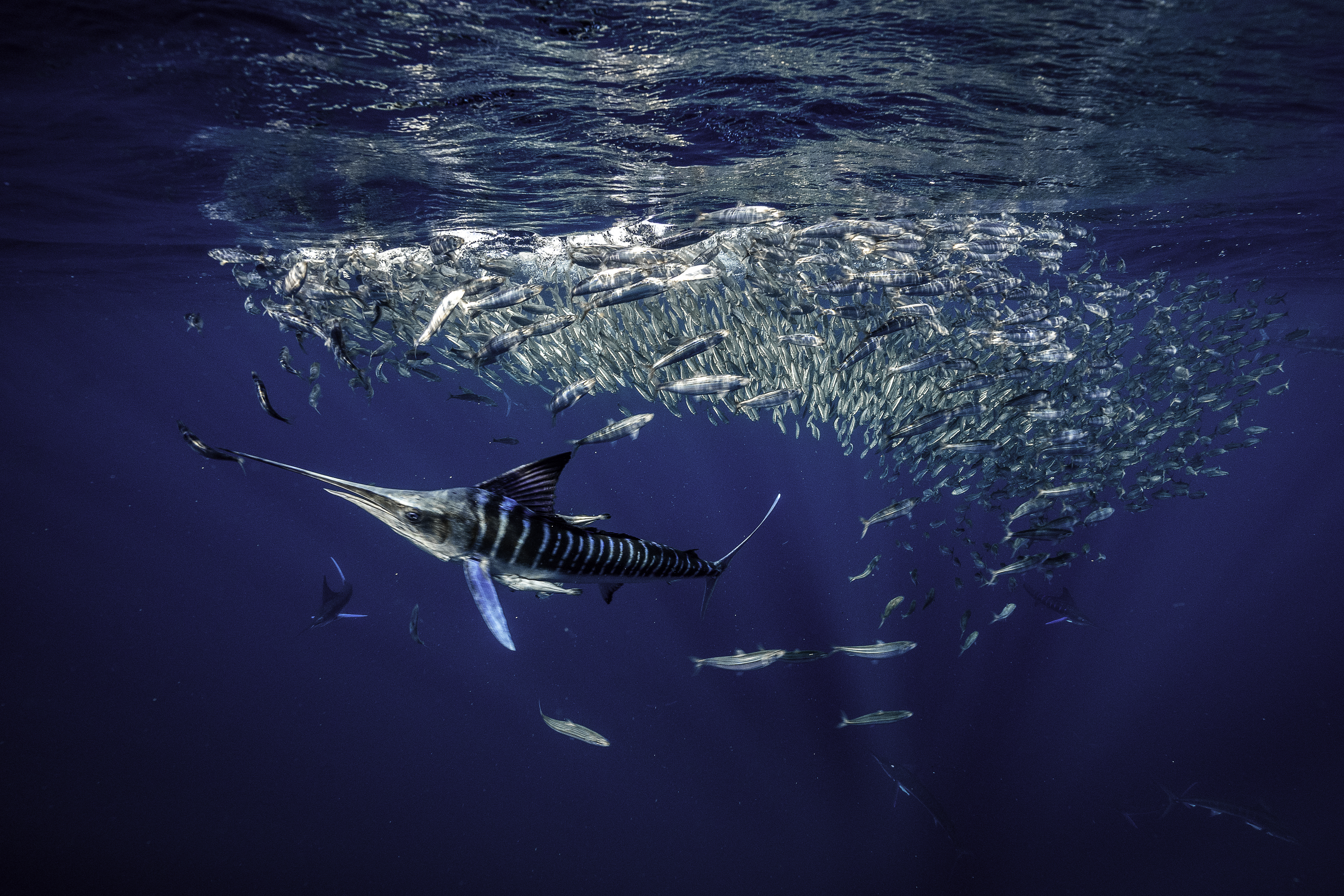 Vive esta experiencia única en mar abierto, con marlins, bolas de sardinas, cetáceos, y mucho más!
