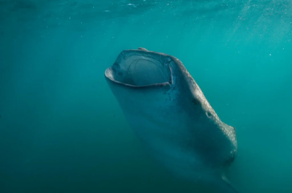 Baja California Sur whale sharks