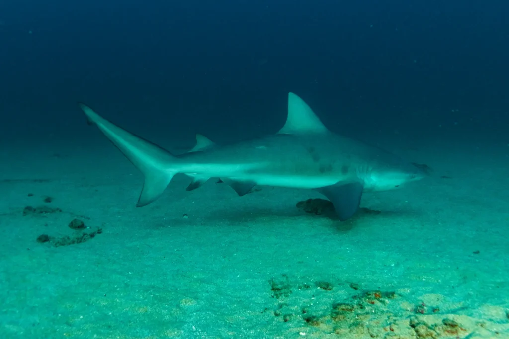 Bull Sharks Cabo Pulmo