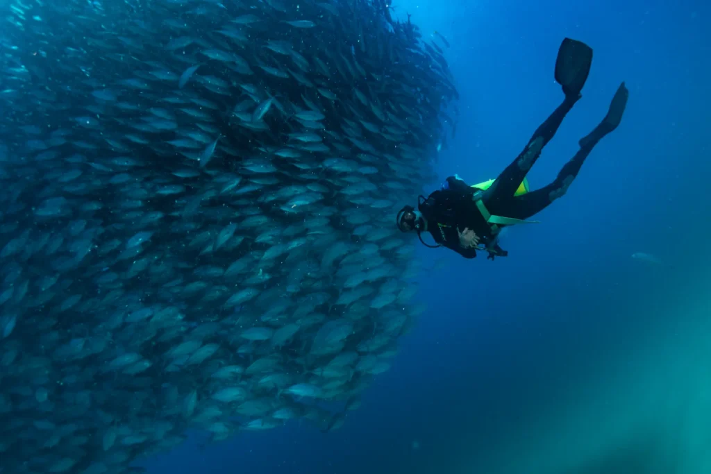 Reglas de buceo Cabo Pulmo