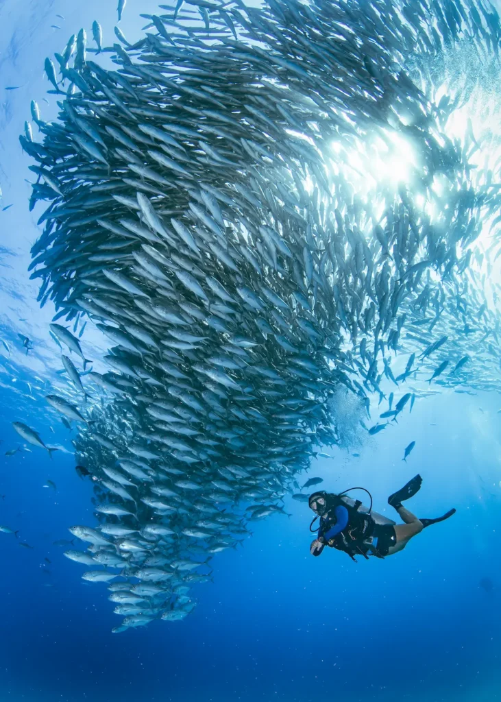 Jack fish tornado