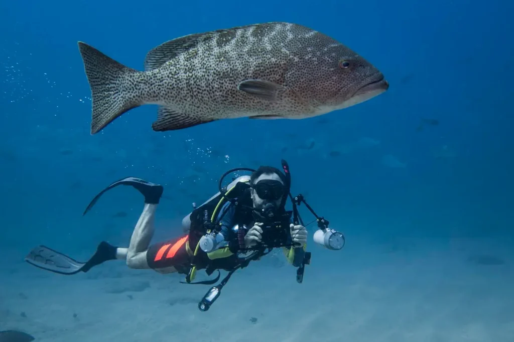 diving Cabo Pulmo