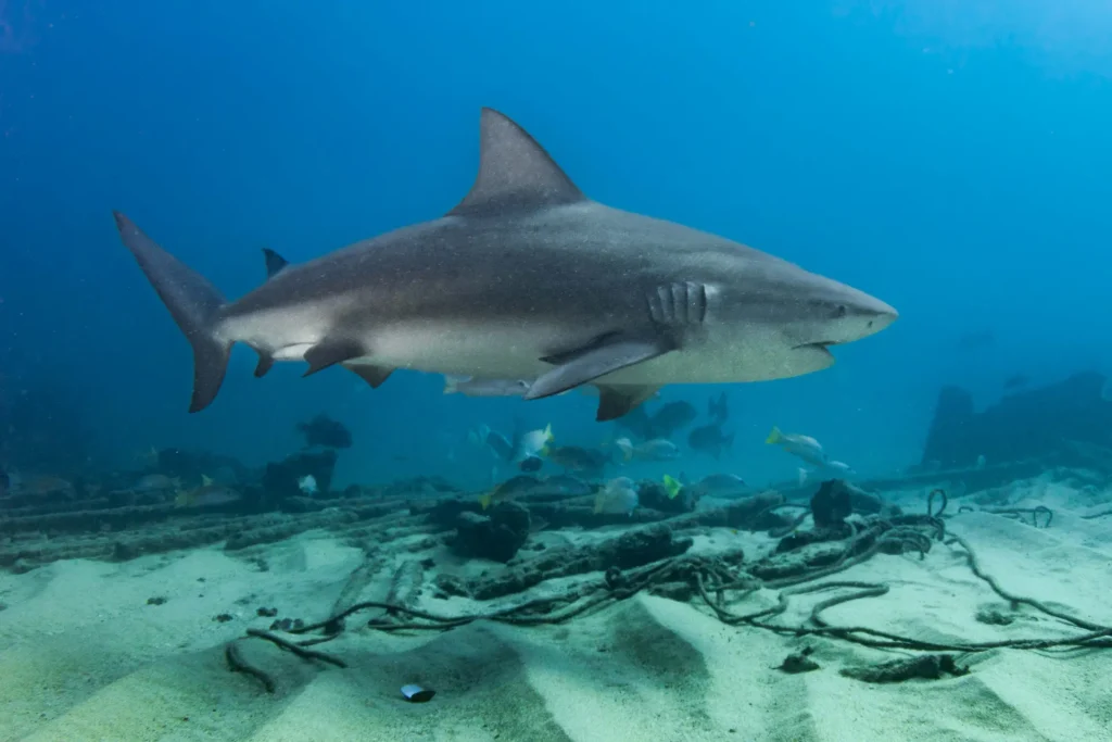 Bull Sharks Cabo Pulmo