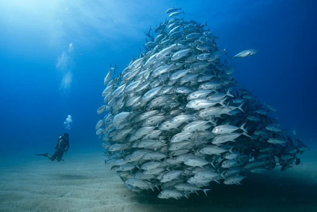 Jack fish tornado