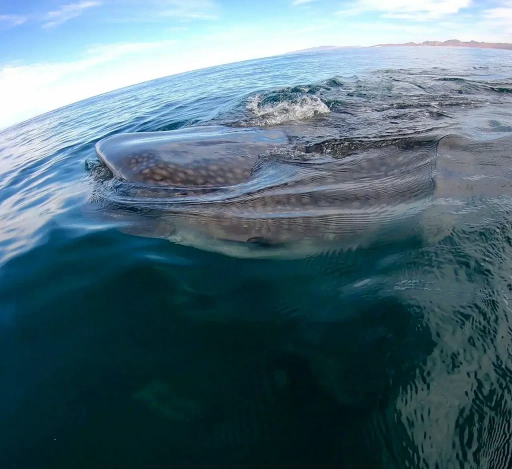 La Paz whale shark tour