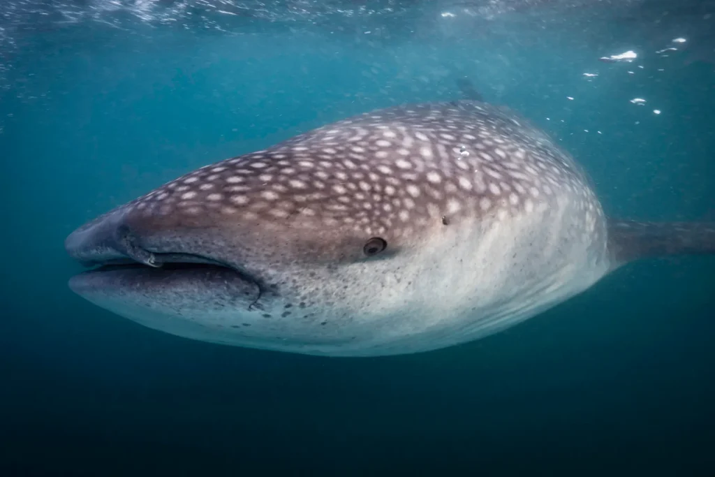Rhincodon typus