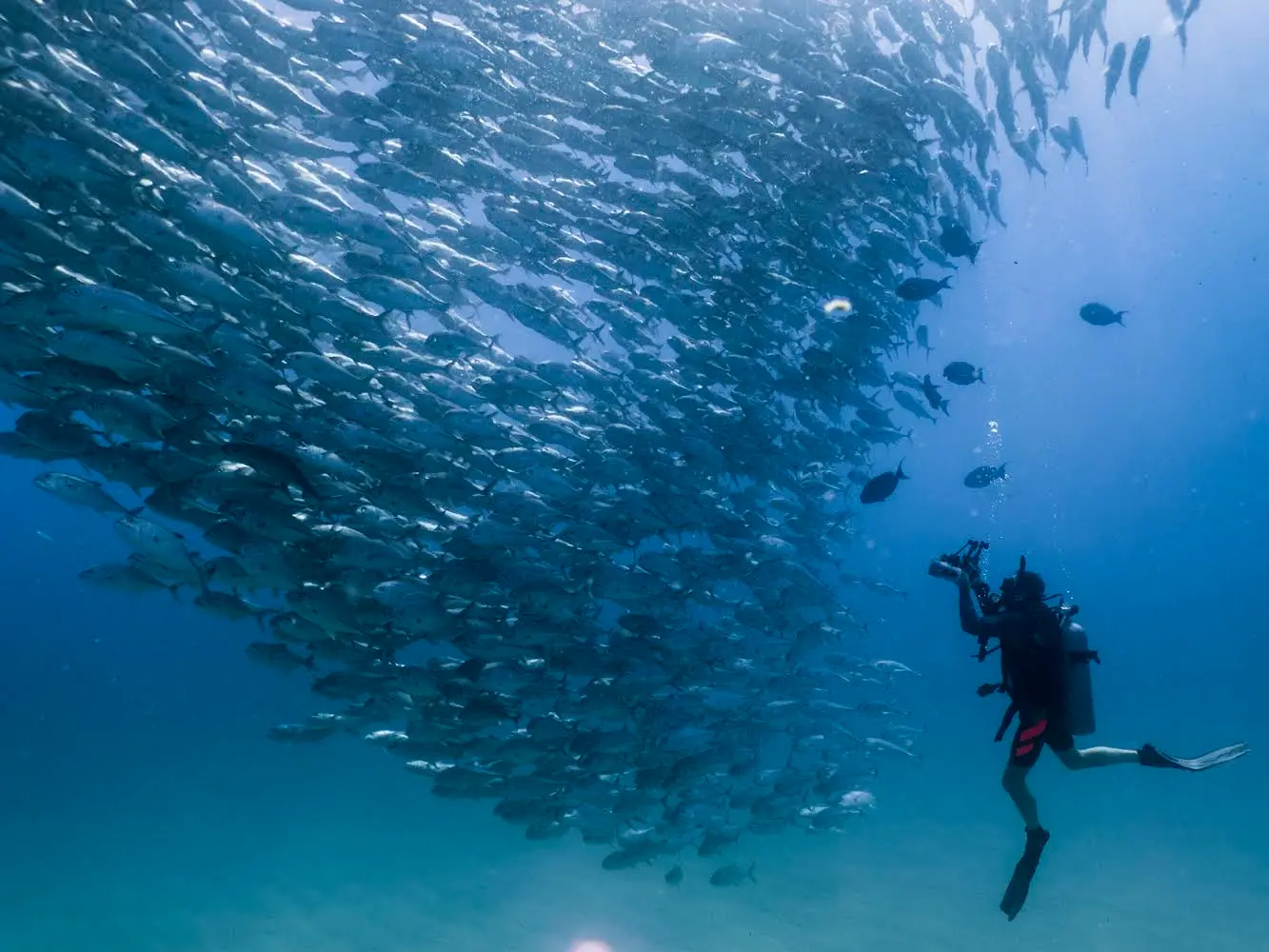 diving Cabo Pulmo