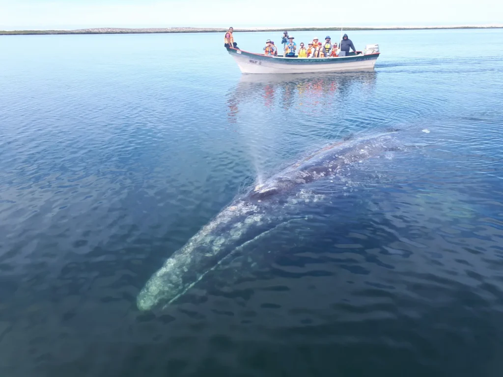 gray whales baja mexico