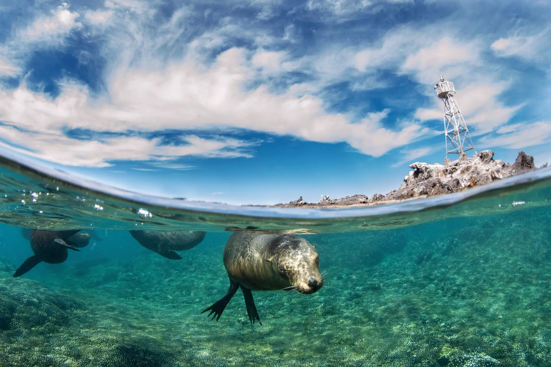 snorkeling with sea lions in espiritu santo island