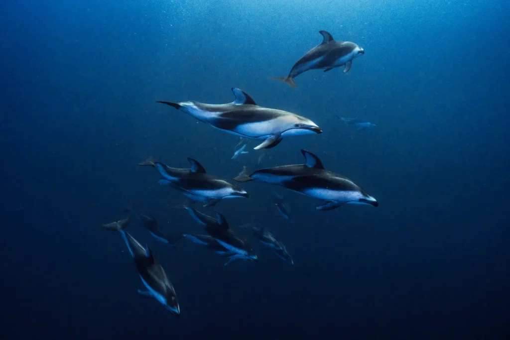 socorro diving