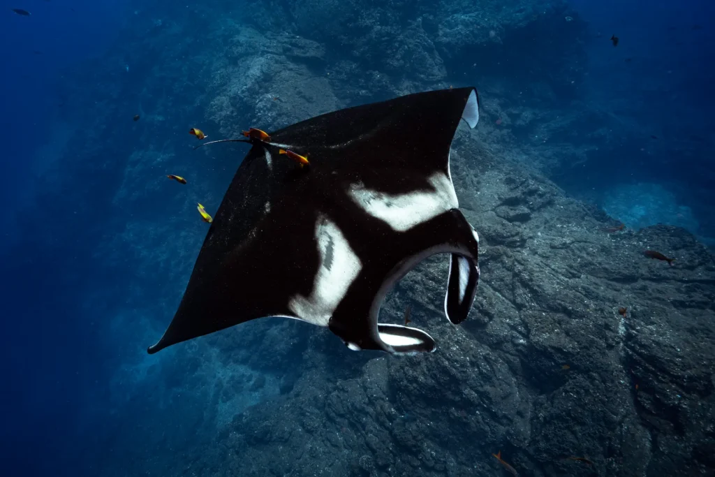 socorro island diving
