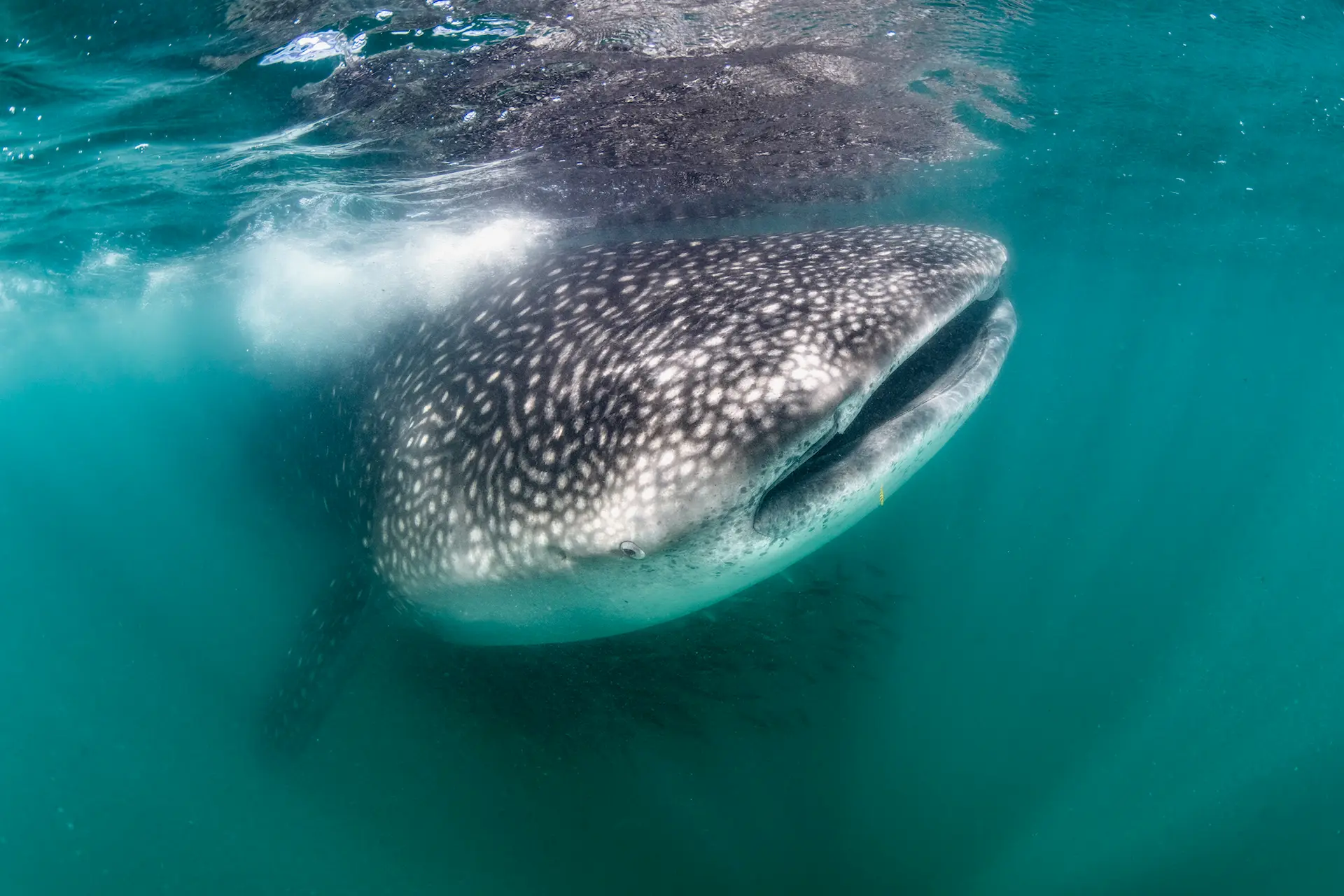 swim with whale sharks La Paz