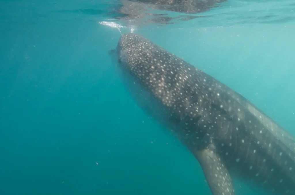 best time to see whale sharks in Mexico