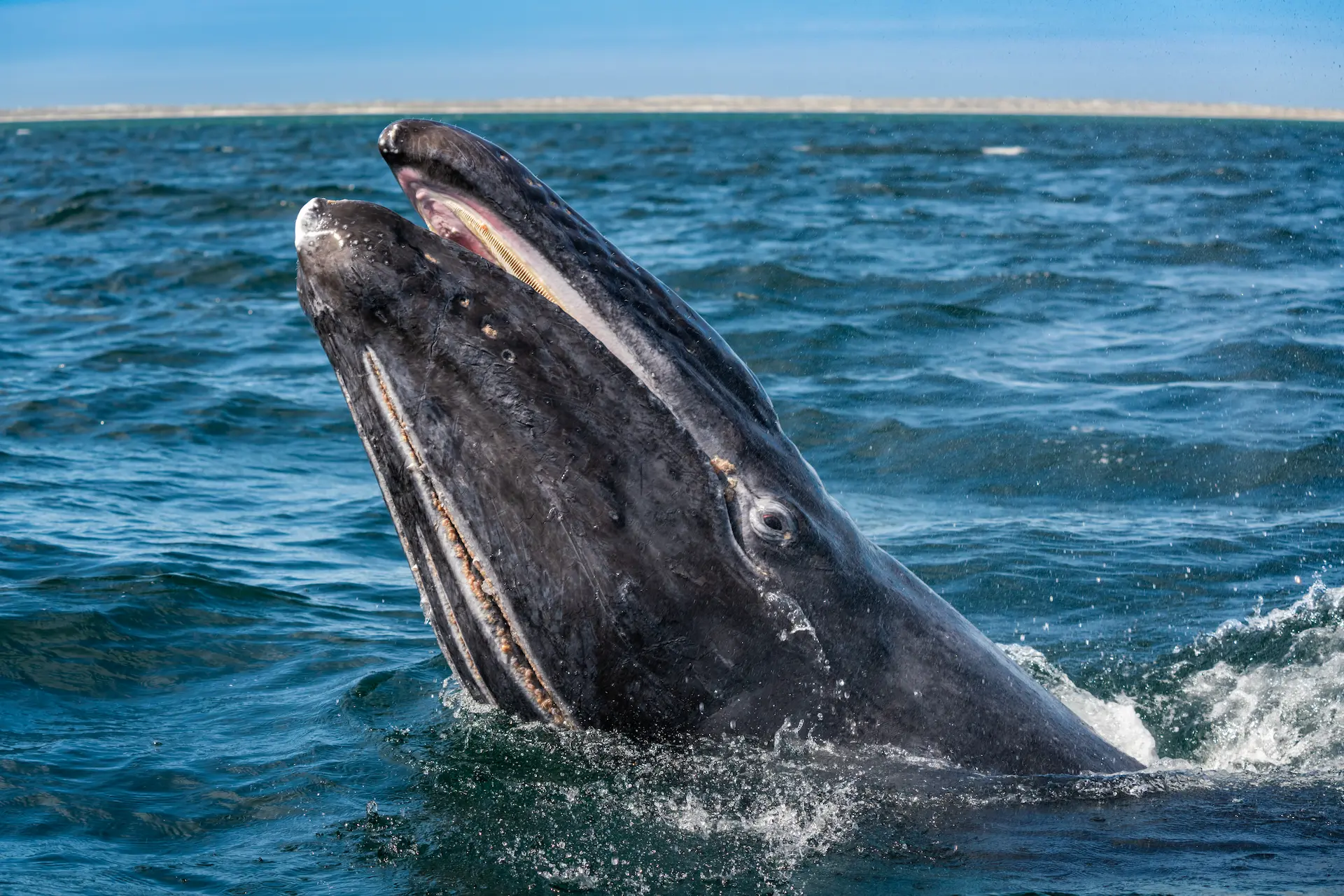 whale watching magdalena bay