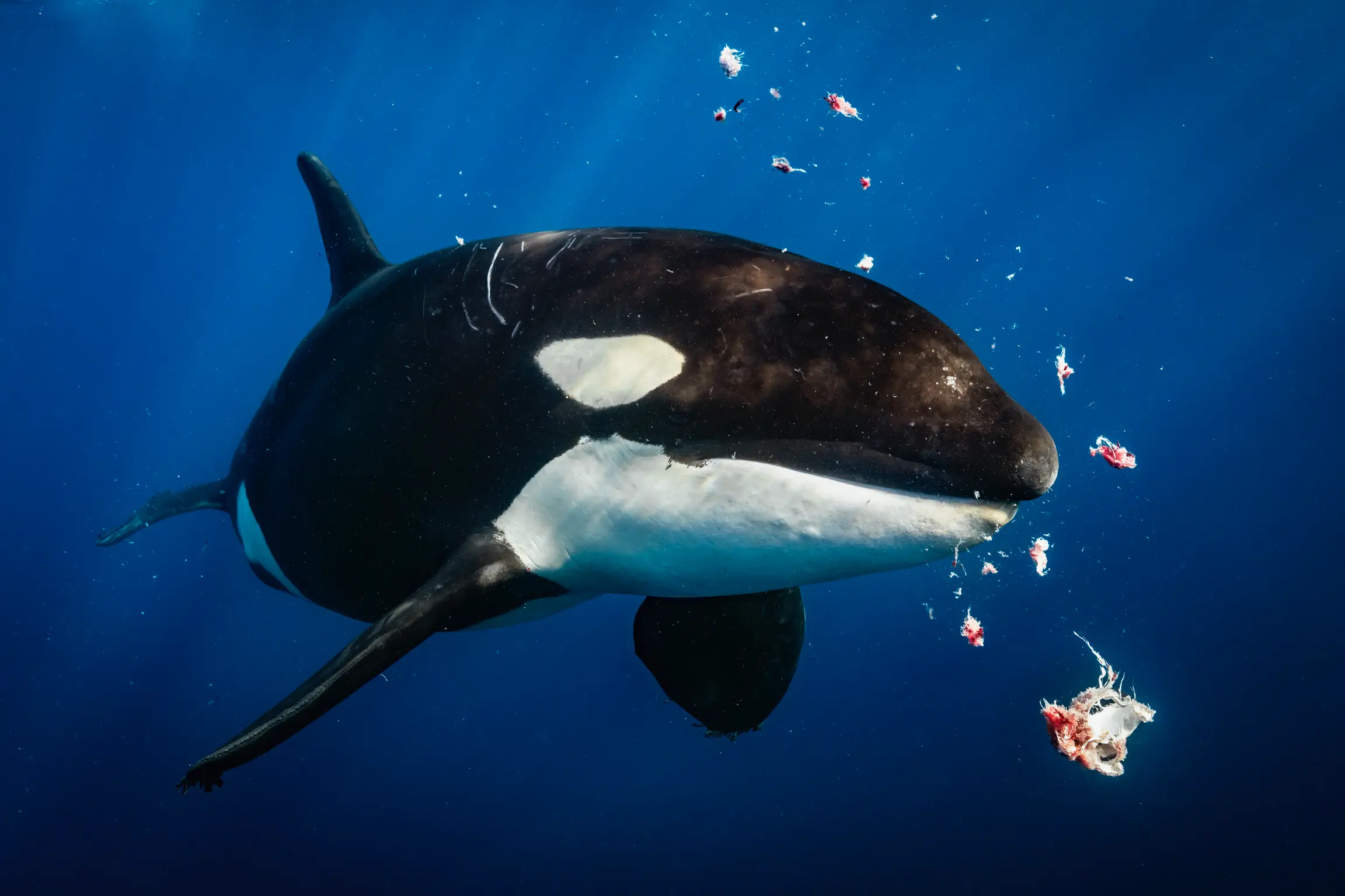 Are Killer Whales Dolphins