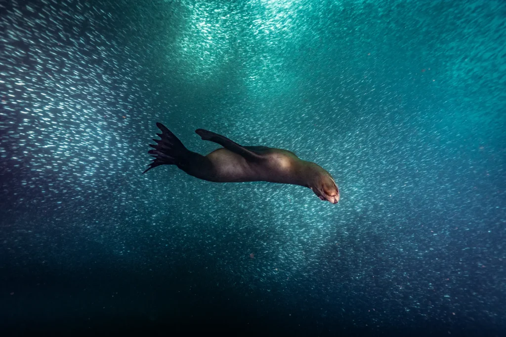 Sea Lion