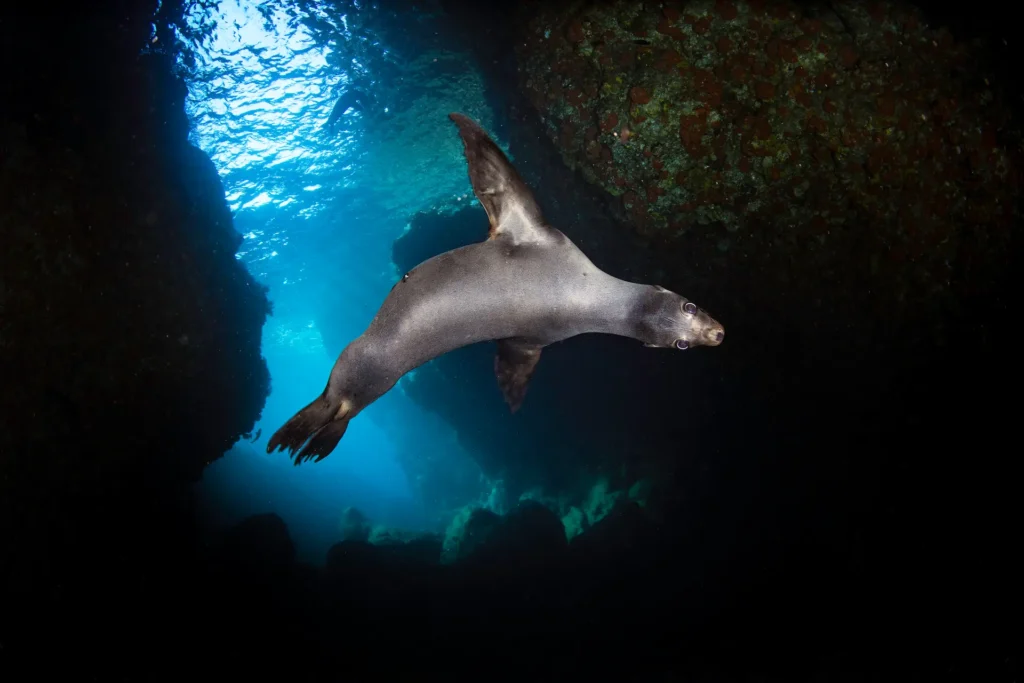Sea Lion in baja california