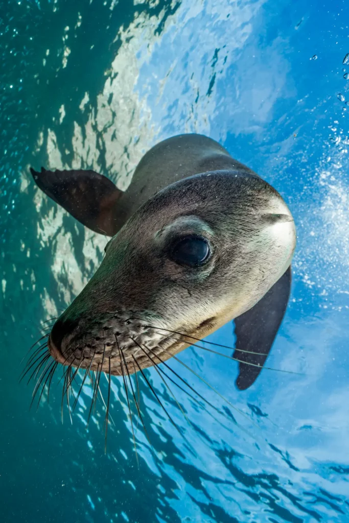 Sea Lion